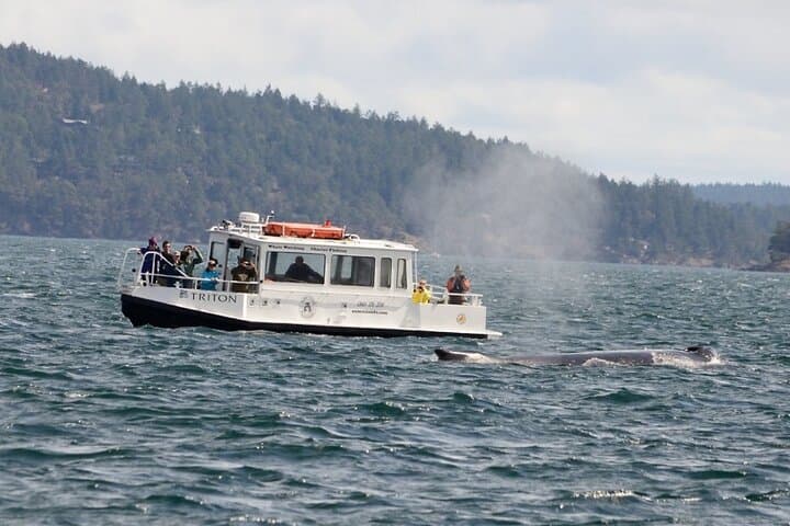 Orcas Island Whale Watching: High-Speed Orca Tours from Eastsound photo 4
