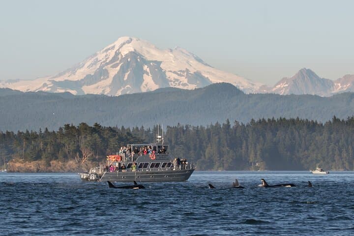 Orcas Island Whale Watching: High-Speed Orca Tours from Eastsound