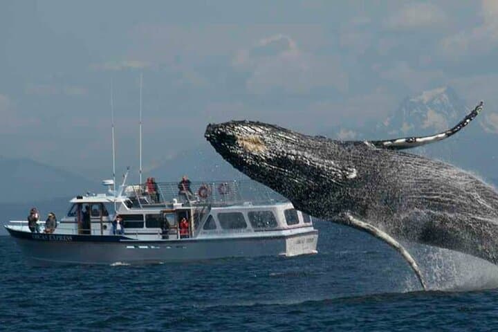 Orcas Island Whale Watching: High-Speed Orca Tours from Eastsound photo 5