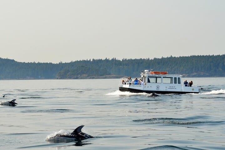 Orcas Island Whale Watching: High-Speed Orca Tours from Eastsound photo 6