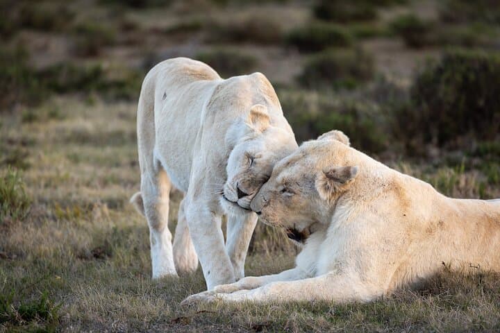 Pumba Private Game Reserve Day Safari — Big Five Game Drive in Eastern Cape photo 4