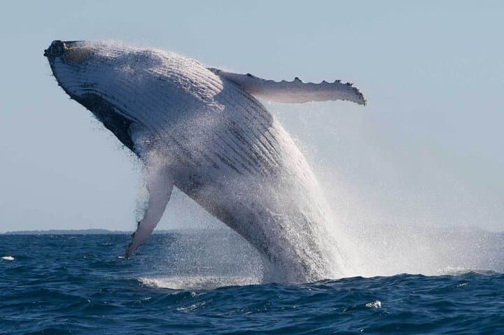 Mooloolaba Whale Watching Small-Group Tour: Humpback Migration, Hydrophone & Underwater Camera photo 2