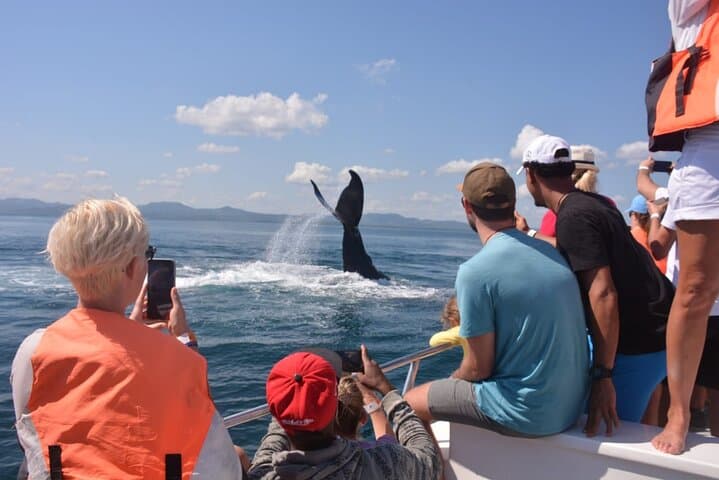 Humpback Whale Watching & Cayo Levantado Day Tour — Samaná Bay Adventures photo 2