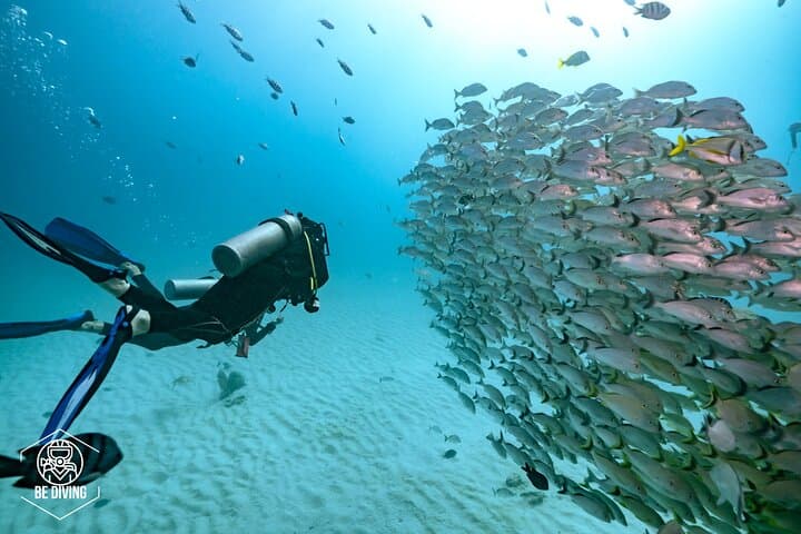 Local Dive in Playa del Carmen: Two-Tank Reef Dive with Conservation Focus