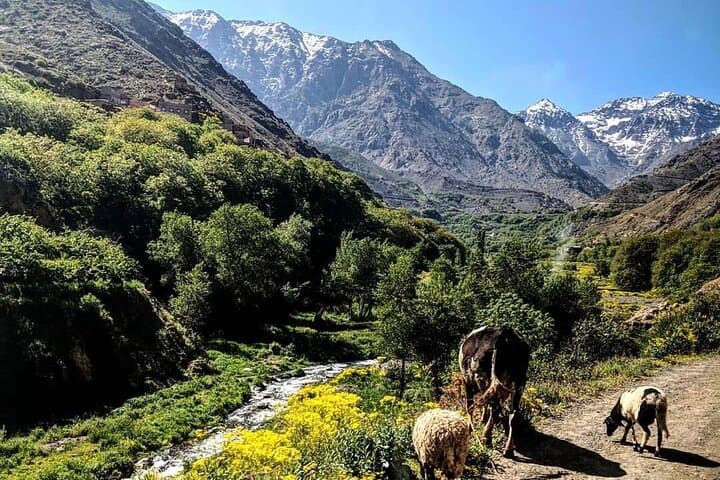 Imlil Valley Day Hike and Mount Toubkal Views from Marrakech photo 3