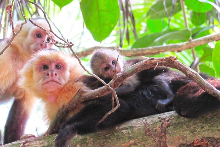 Mangrove Walk: Quepos Monkey & Mangrove Hike in Costa Rica photo 3