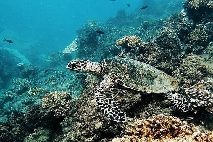 Caño Island Snorkeling: All-Inclusive Small-Group Tour from Drake Bay photo 5