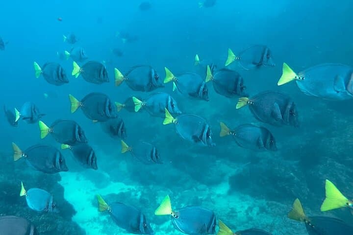 Caño Island Snorkeling: All-Inclusive Small-Group Tour from Drake Bay photo 6