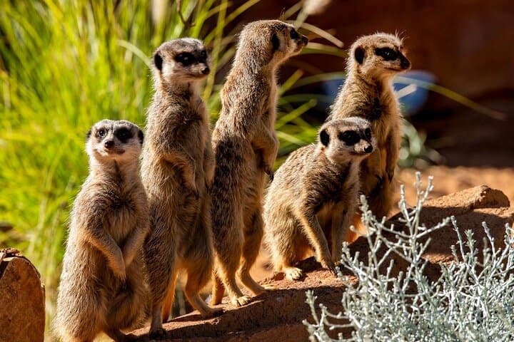 Taronga Zoo Sydney: Harbour-Edge Wildlife Encounters and Practical Visitor Guide photo 4