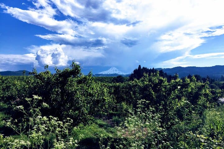 Hood & Columbia Loop: Timberline Lodge, Hood River Orchards and Columbia Gorge Waterfalls photo 5