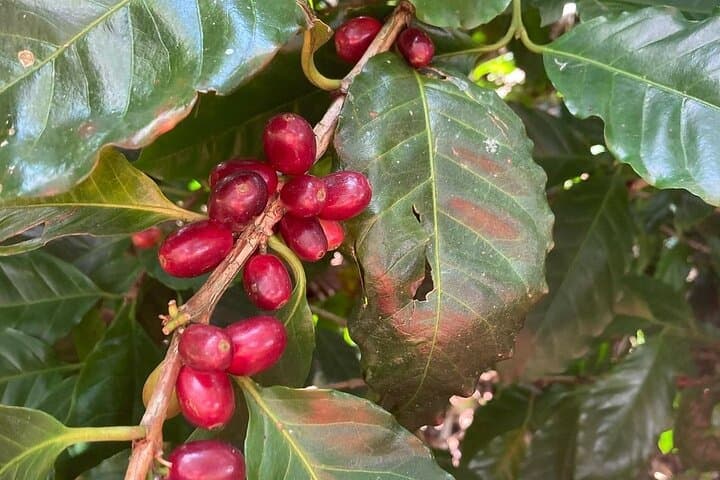 Cobán Coffee Plantation and Orchid Sanctuary: Full-Day Cultural & Nature Tour photo 4