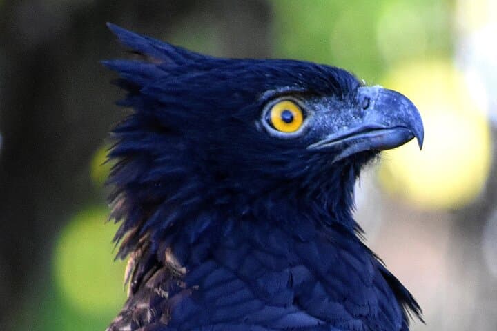 Corcovado Los Planes Birding Tour — Guided Birdwatching from Drake Bay photo 5