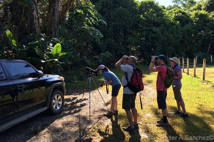 Corcovado Los Planes Birding Tour — Guided Birdwatching from Drake Bay photo 6