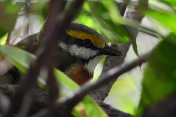 Quetzal Quest: Cloud-Forest Birding at Rey Tepepul, Lake Atitlán photo 6