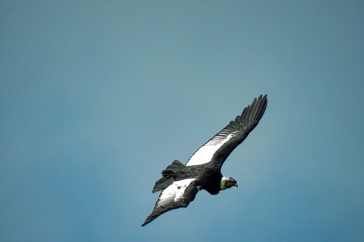 Cocora Valley Birding & Hike: Wax Palms, Cloud Forest & Hummingbirds photo 3