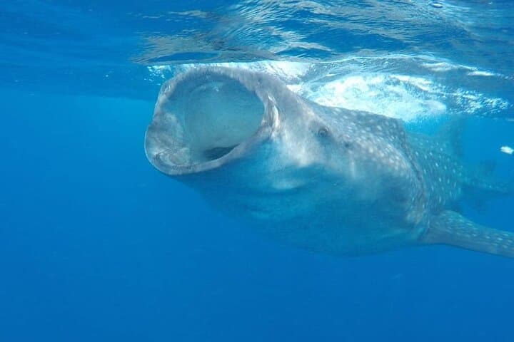 Swim with Whale Sharks: Isla Mujeres & Cancun Snorkel Adventure photo 5