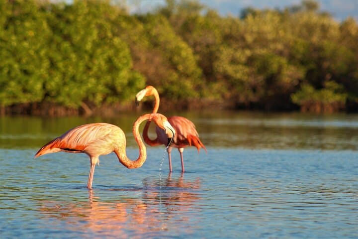 Holbox Mangrove Kayak Tour — Shared Guided Wildlife Paddling