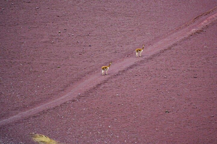 Vinicunca (Rainbow Mountain): Full-Day Guided Hike from Cusco photo 5