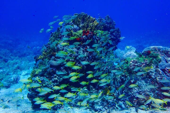 Snorkel El Farito: Lighthouse Reef Tour in Isla Mujeres photo 5