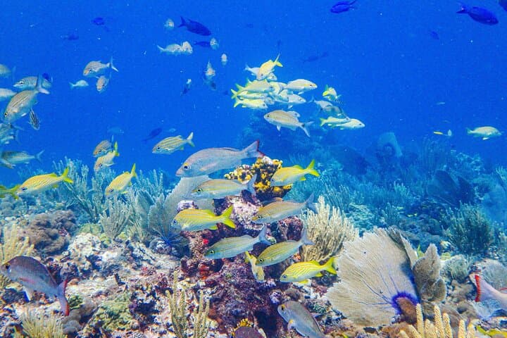 Snorkel El Farito: Lighthouse Reef Tour in Isla Mujeres photo 2