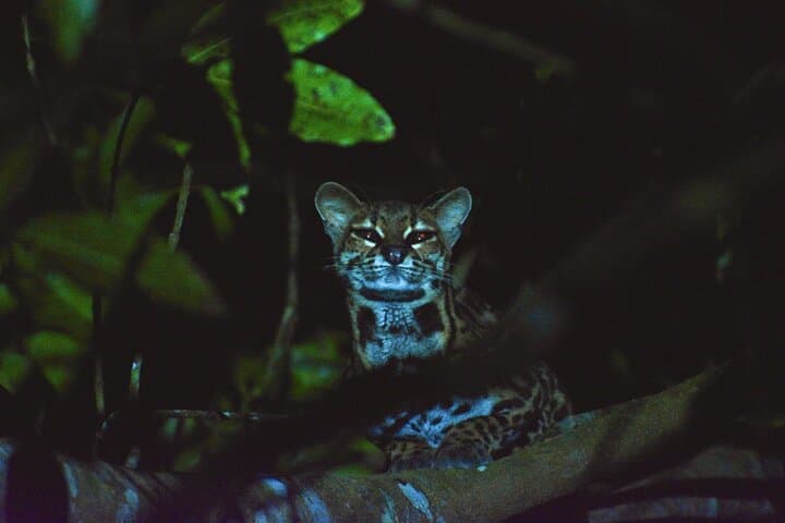 Monteverde Night Vision Wildlife Walk — Exclusive Small-Group Cloud Forest Tour photo 5