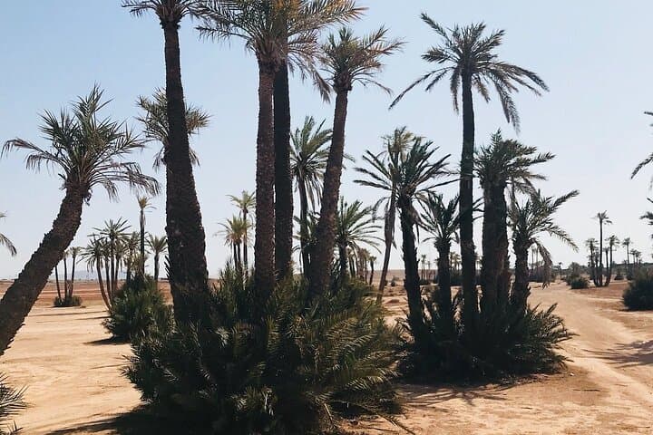 Marrakech Palmeraie Buggy Tour: Off-Road Thrills and Mint Tea in the Palm Grove photo 5