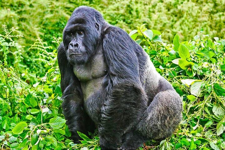 Rwanda Gorilla Trek: 2-Day Mountain Gorilla Encounter and Kigali Memorial Tour
