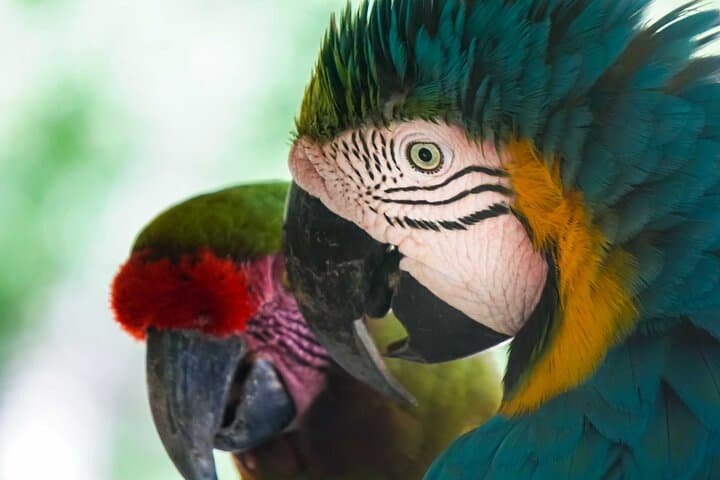 Private Tour: Cartagena National Aviary — 7-Hectare Bird Sanctuary photo 4