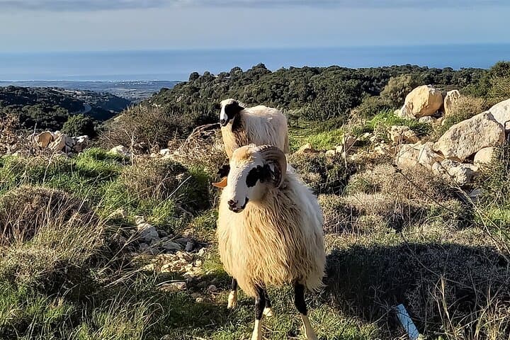 Maroulas Hike near Rethymno: 11 km E4 Shepherds' Loop with Bay and Mountain Views