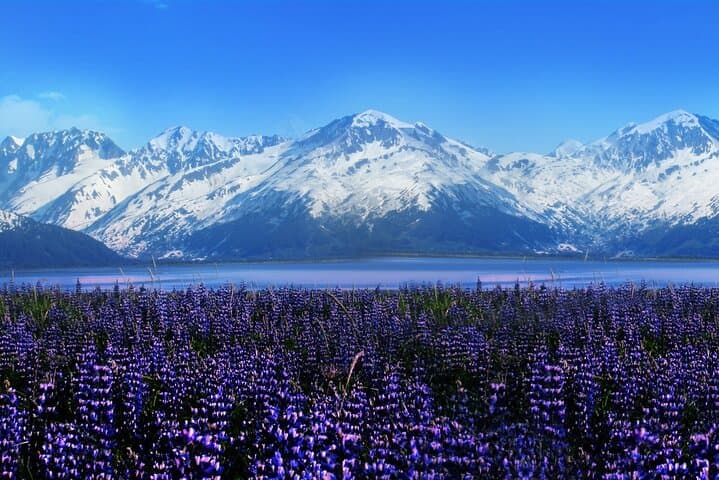 Turnagain Arm Shuttle to Alaska Wildlife Conservation Center — Express Guide photo 2