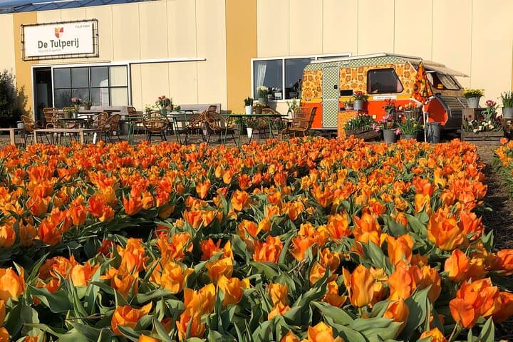 Tulip Photos at De Tulperij: Capture Flower Fields in Voorhout photo 6