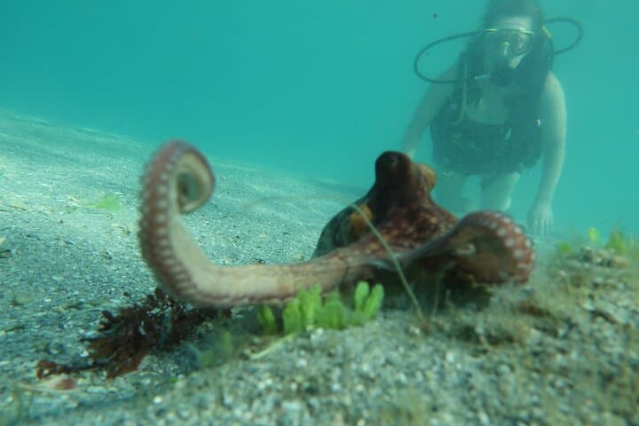 West Palm Beach Private Scuba Experience: Expert-Led Introductory Dive