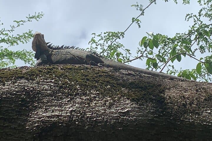 Full-Day Boat Excursion from Le Robert to Îlets, Joséphine Bath & Iguana Reserve photo 3