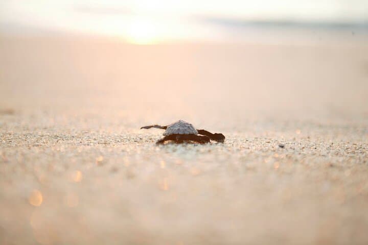 Los Cabos Turtle Release Eco-Experience: Adopt and Release Sea Turtles in San José del Cabo photo 4