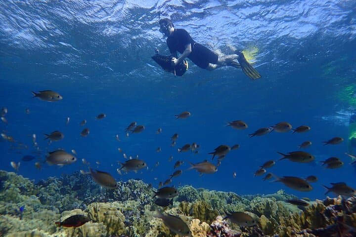 Sea Scooter Snorkel at Mangel Halto Beach, Aruba — Solar-Powered Reef Tours photo 3