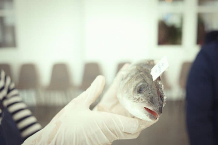 Mediterranean Fish Cooking Workshop with Irena Fonda — Koper Hands-On Seafood Class photo 3