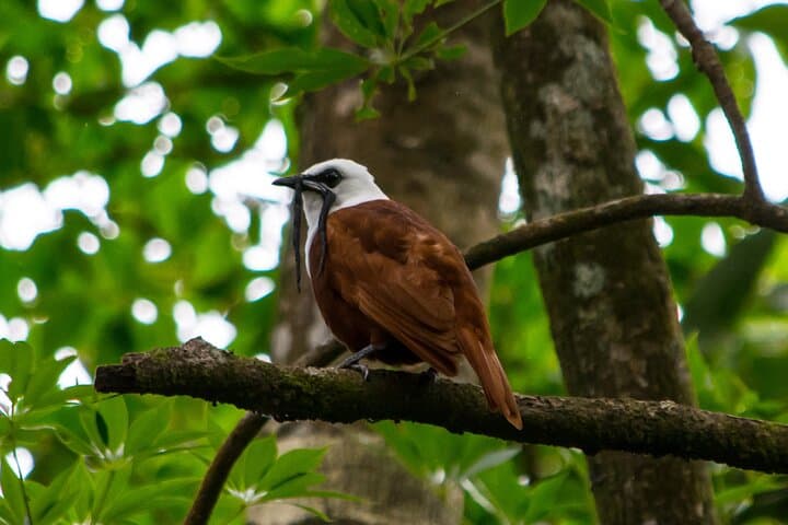 Private Monteverde Natural History Walk: Guided Cloud Forest Experience photo 3