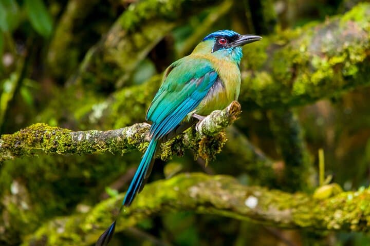 Monteverde Cloud Forest Birdwatching — Private 4-Hour Guided Walk photo 6