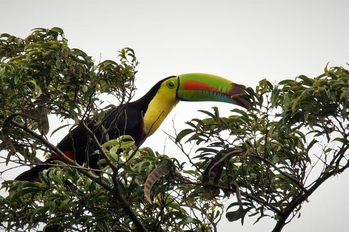 Monteverde Cloud Forest Birdwatching — Private 4-Hour Guided Walk photo 2