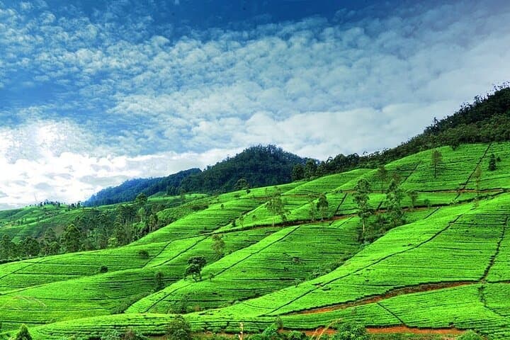 Nuwara Eliya Day Tour: Tea Plantations, Ramboda Falls & Gregory Lake from Kandy