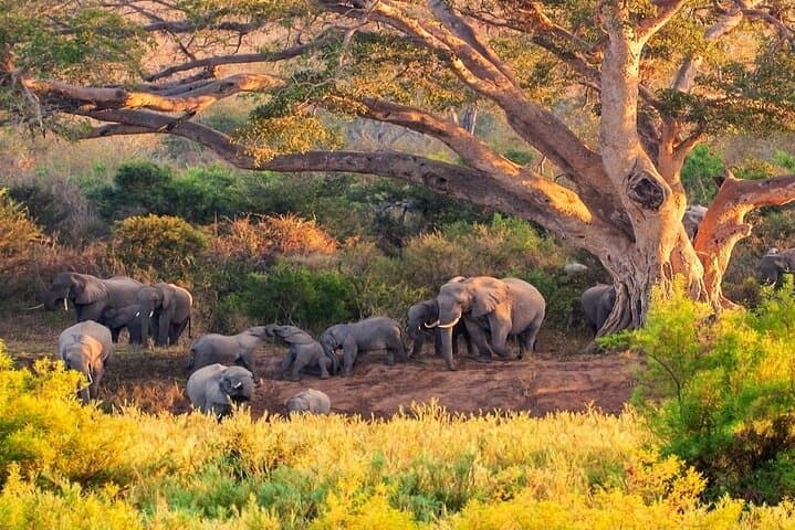 2-Day Kruger Safari from Cape Town — Big Five Game Drives & Hazyview Overnight photo 4