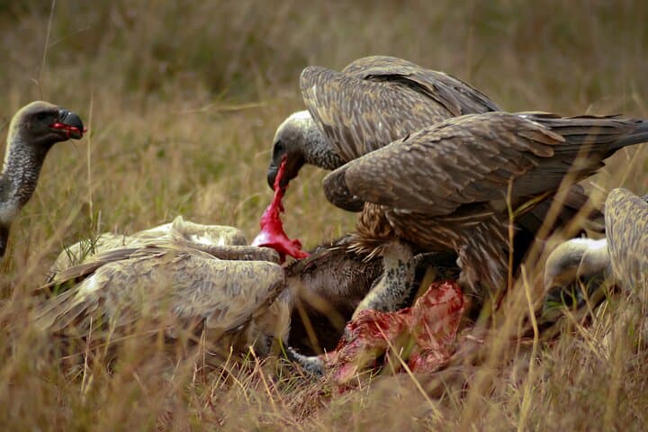 3-Day Private Masai Mara Migration Safari — When to Go, What to Expect photo 5