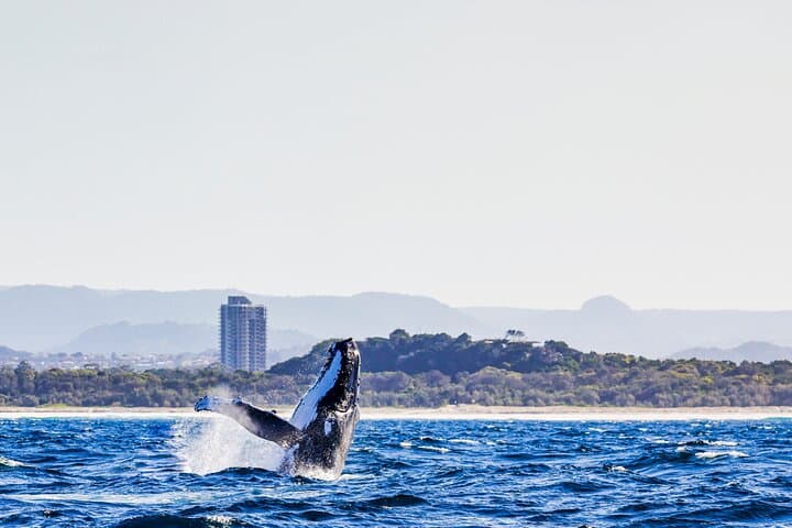 Swim with Humpback Whales on the Gold Coast photo 3