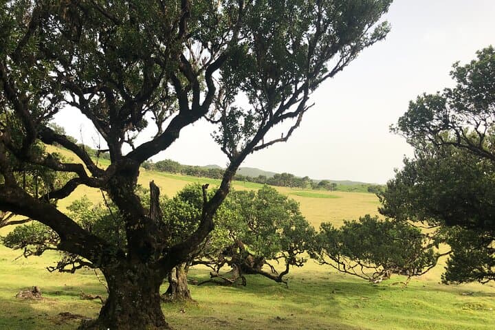 Explore Fanal Park: Ancient Laurel Forest Private Tour in Madeira photo 5