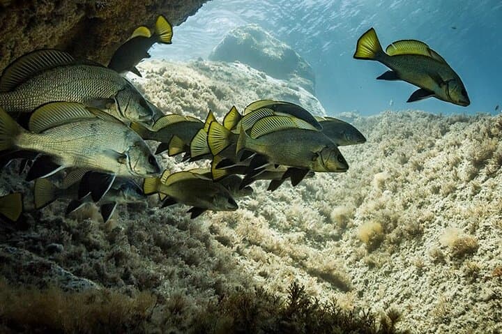 Capo Carbonara Eight-Dive Package: Explore Sardinia's Marine Protected Area photo 3
