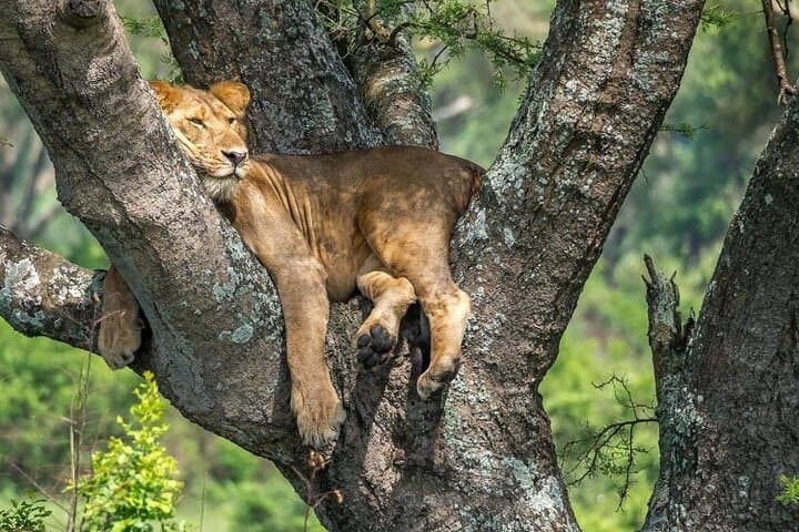 14-Day Uganda Safari: Gorillas, Chimp Trails & Nile Wildlife