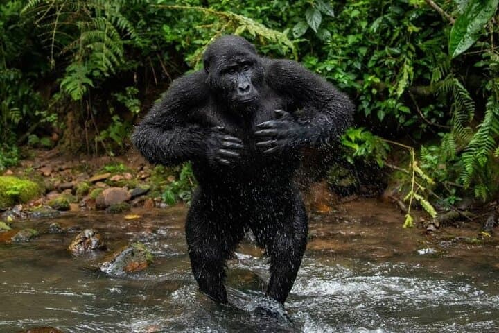 14-Day Uganda Safari: Gorillas, Chimp Trails & Nile Wildlife photo 2