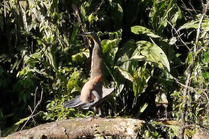 Tortuguero Canoe Canal Tour: 2.5-Hour Wildlife Paddle in Costa Rica photo 6