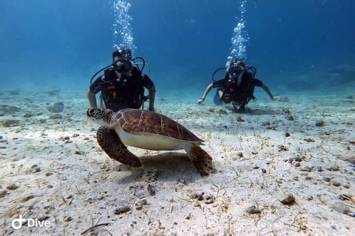 Introductory Scuba Diving in Protaras — Bay Dives with Free Photos photo 6
