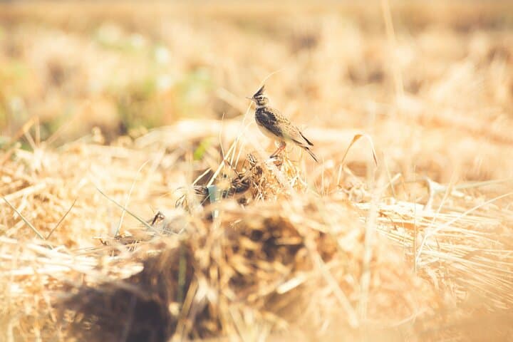 Fayoum Full-Day Birdwatching at Wadi El Rayan and Lake Qarun photo 6